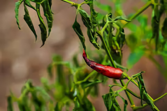 Gejala dan Pengendalian Layu Fusarium Pada Tanaman Cabai