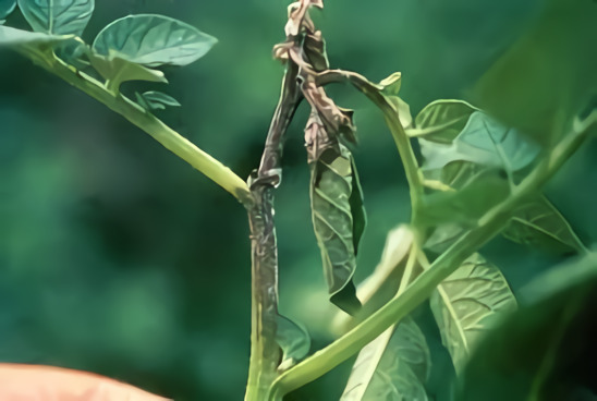 1.800 Atlet ikuti KlikDokter Run Fest 2022 , Gelorakan Semangat #JagaSehatmu Sambil Wisata